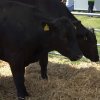 Boeren en Paarden dag 2018