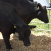 Boeren en Paarden dag 2018