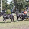 Boeren en Paarden dag 2017