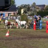 Boeren en Paarden dag 2017