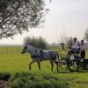 Boeren en Paarden dag 2017